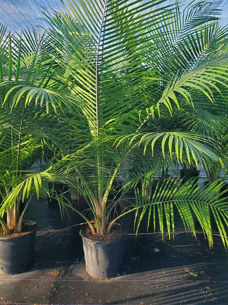 ravenea-rivularis-majesty-palm
