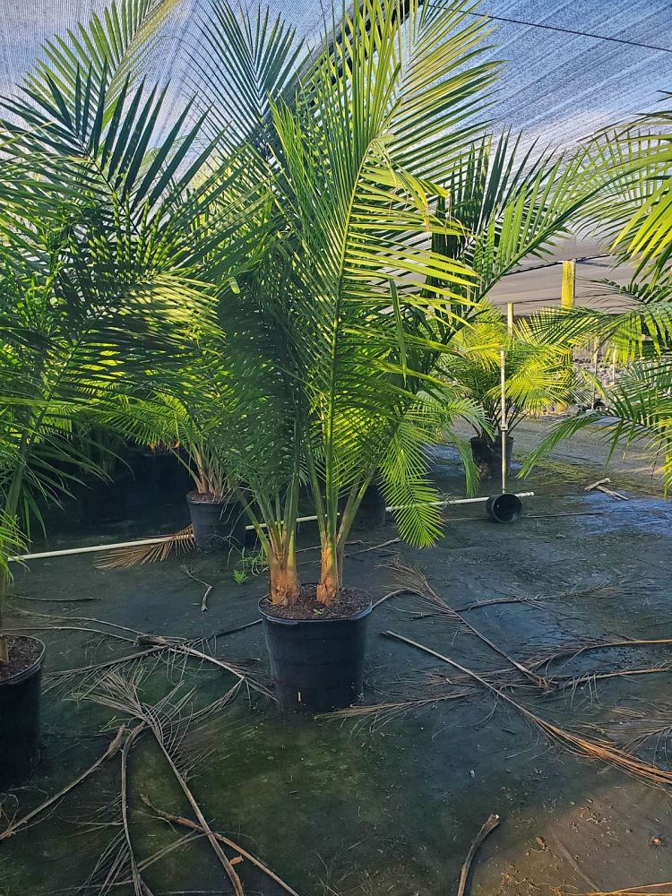 ravenea-rivularis-majesty-palm