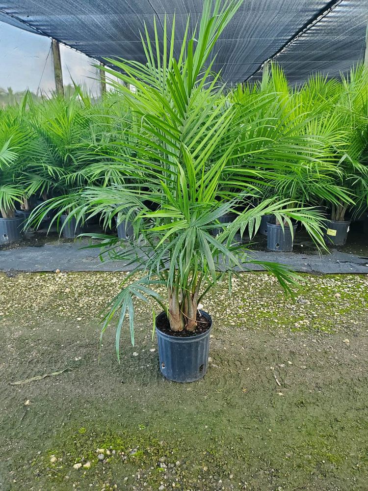 ravenea-rivularis-majesty-palm