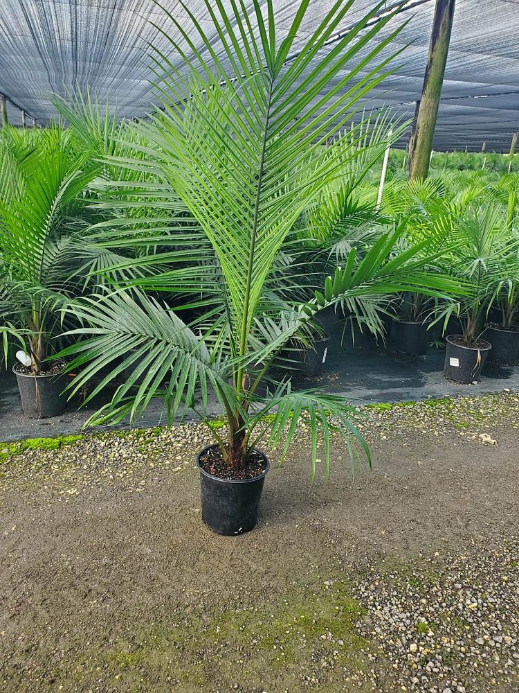 ravenea-rivularis-majesty-palm