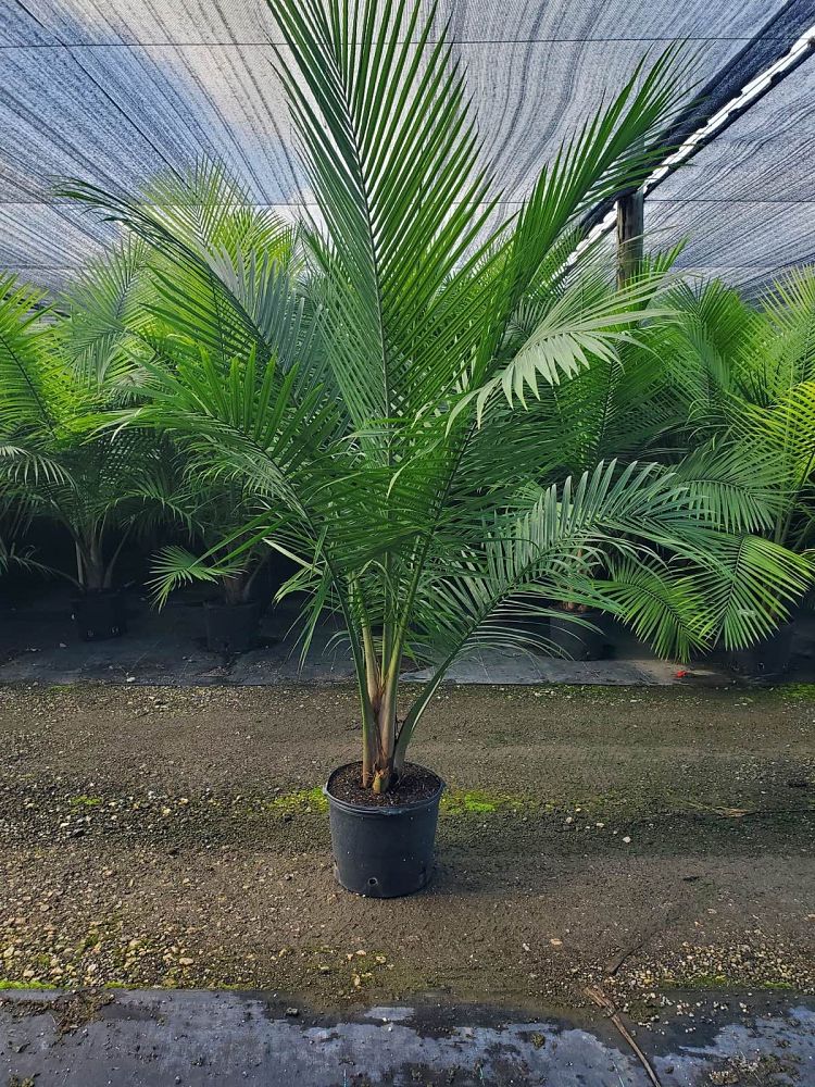 ravenea-rivularis-majesty-palm