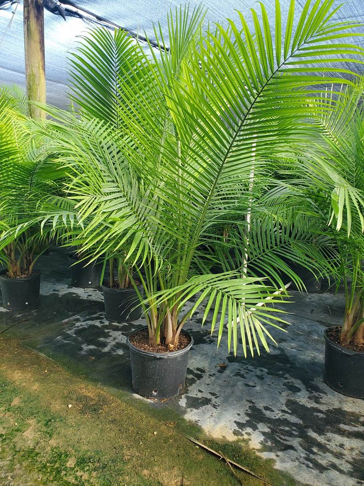 ravenea-rivularis-majesty-palm