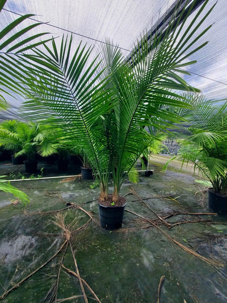 ravenea-rivularis-majesty-palm