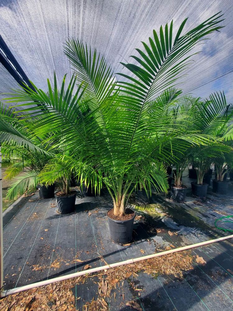 ravenea-rivularis-majesty-palm