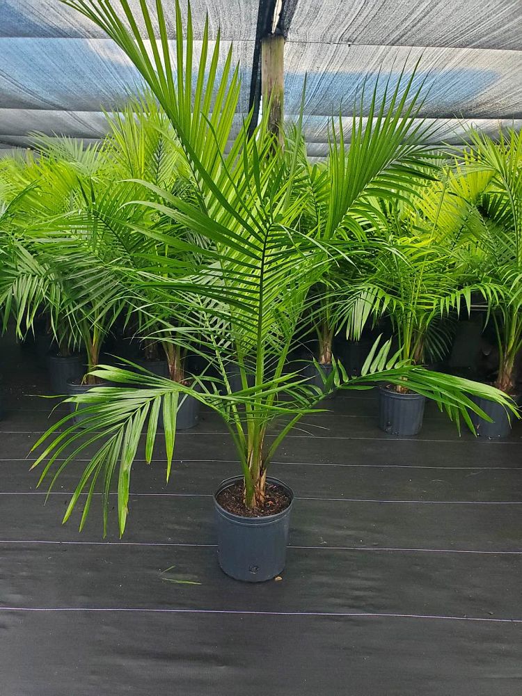 ravenea-rivularis-majesty-palm