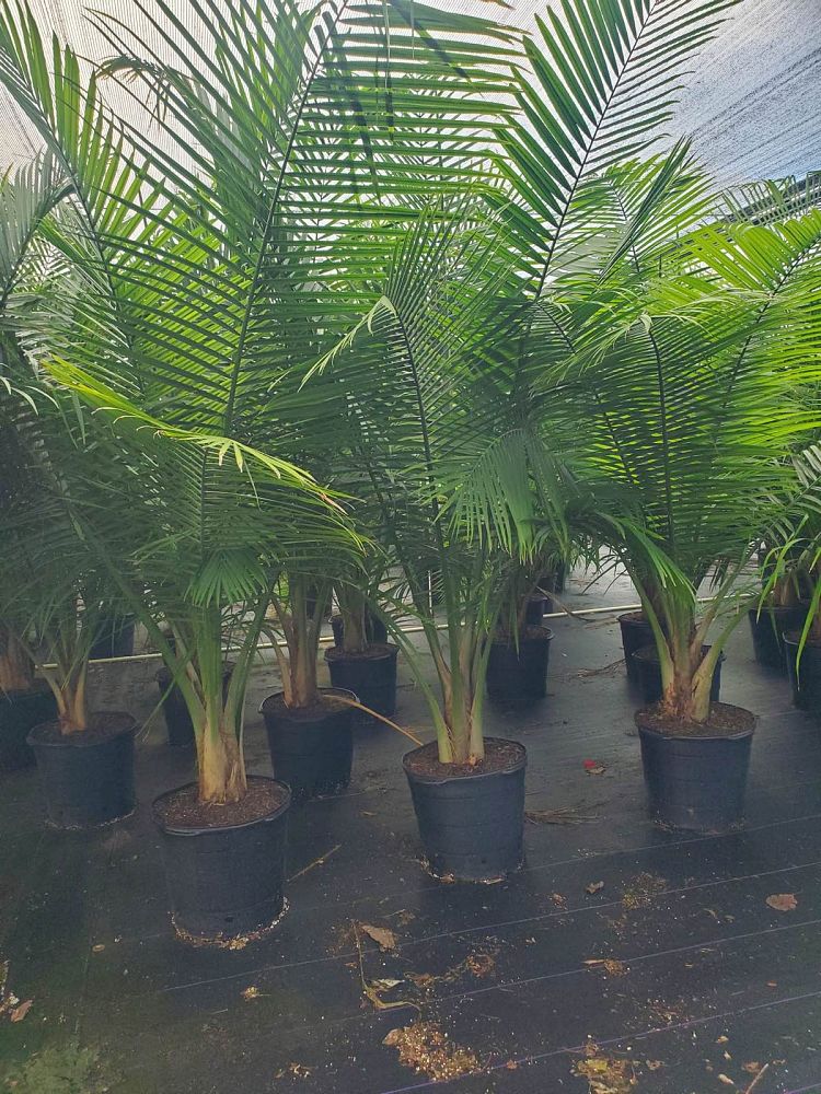 ravenea-rivularis-majesty-palm