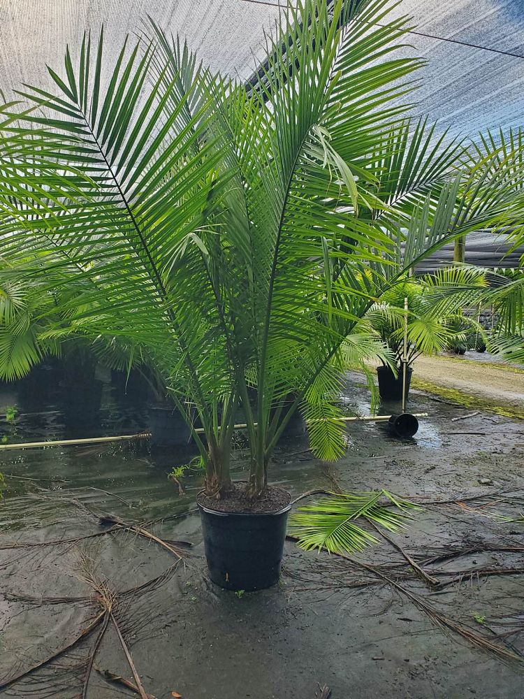 ravenea-rivularis-majesty-palm