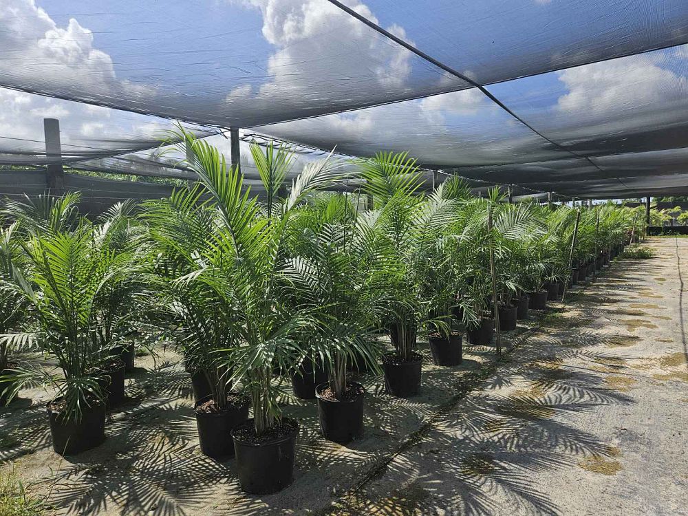ravenea-rivularis-majesty-palm