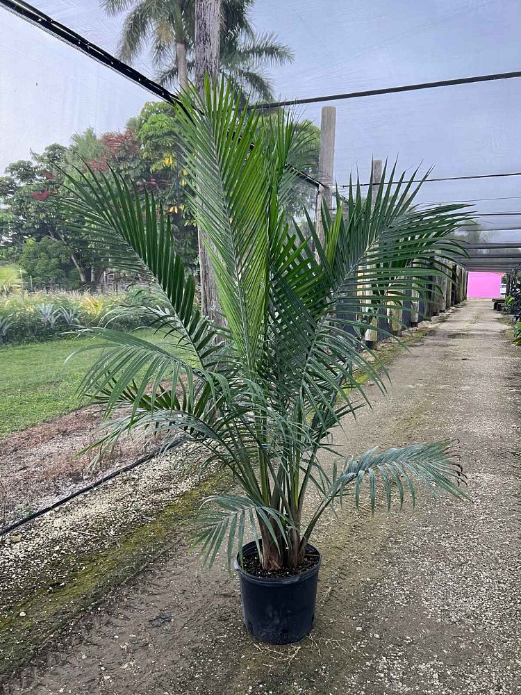 ravenea-rivularis-majesty-palm