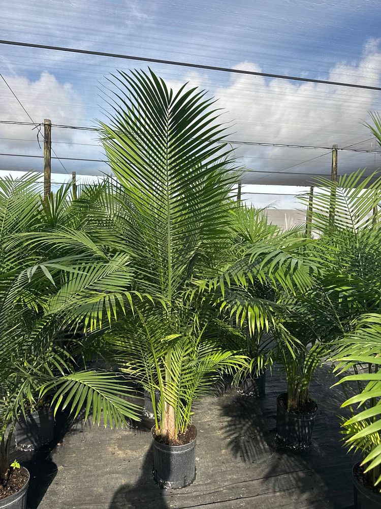 ravenea-rivularis-majesty-palm
