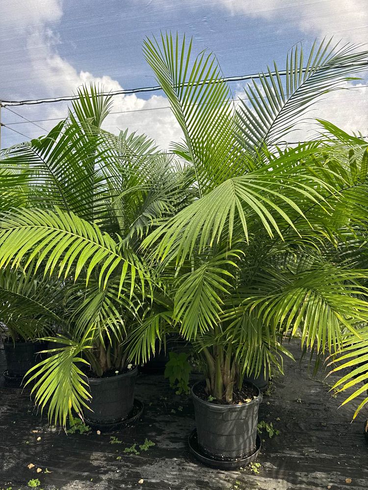 ravenea-rivularis-majesty-palm