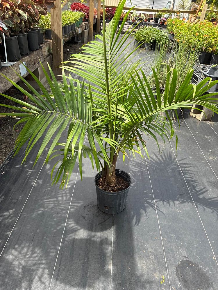 ravenea-rivularis-majesty-palm