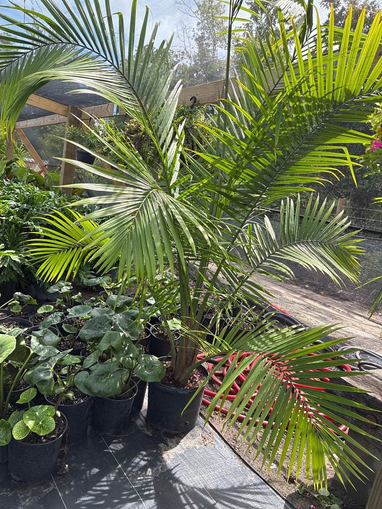 ravenea-rivularis-majesty-palm