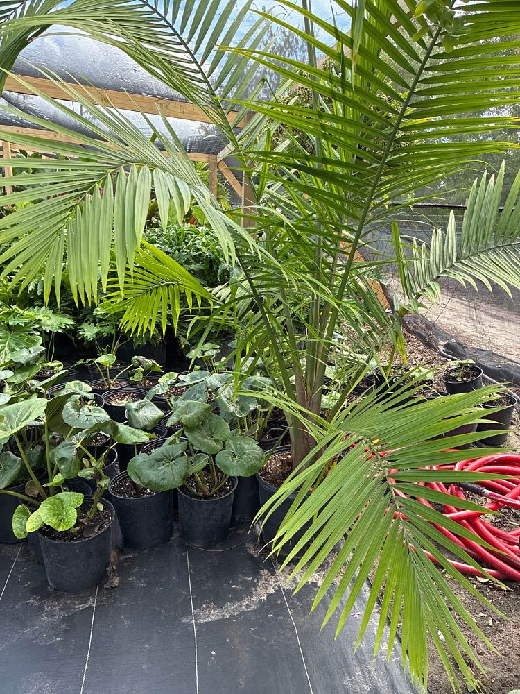 ravenea-rivularis-majesty-palm
