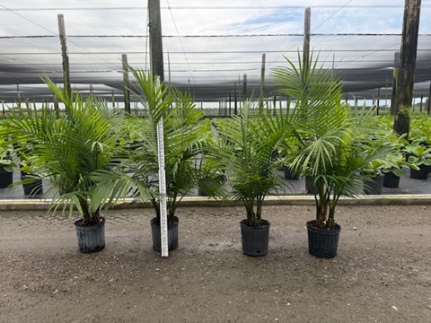 ravenea-rivularis-majesty-palm