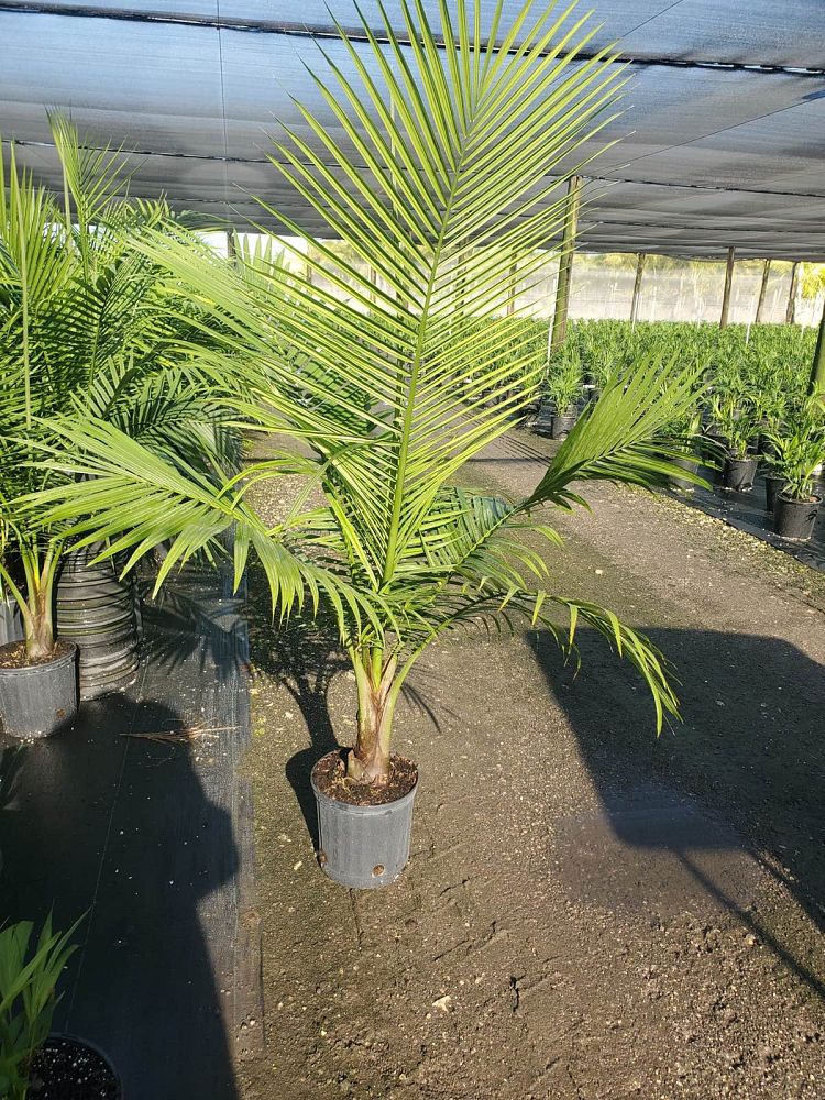 ravenea-rivularis-majesty-palm