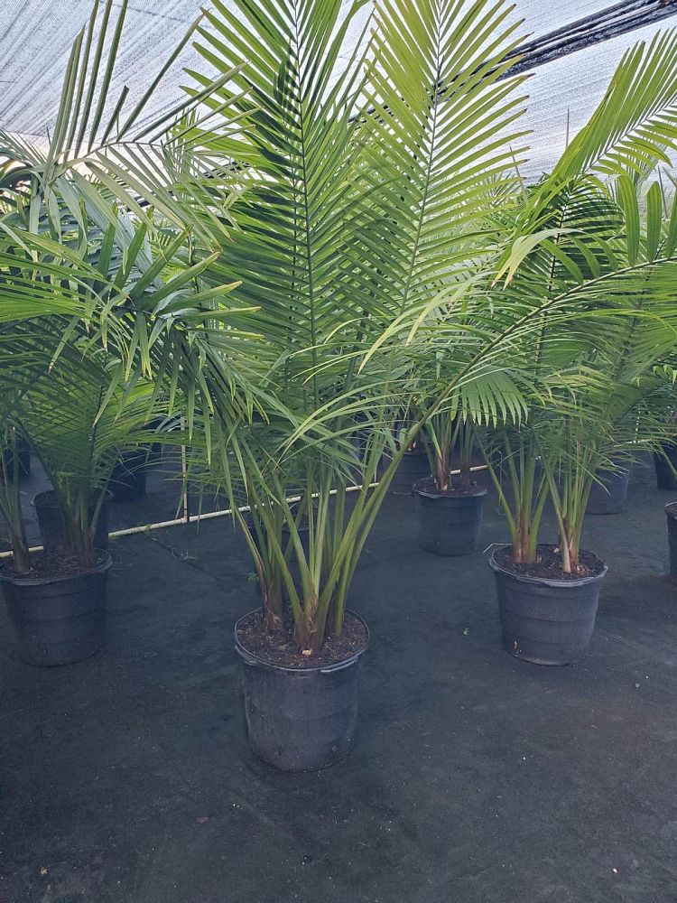 ravenea-rivularis-majesty-palm
