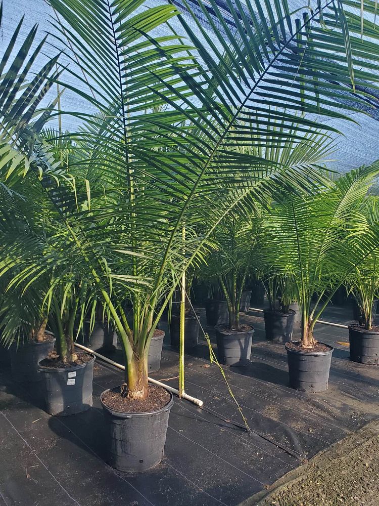 ravenea-rivularis-majesty-palm