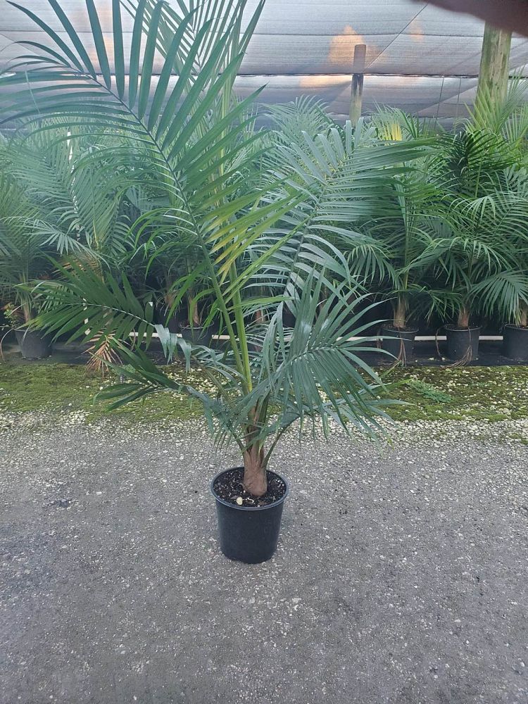 ravenea-rivularis-majesty-palm