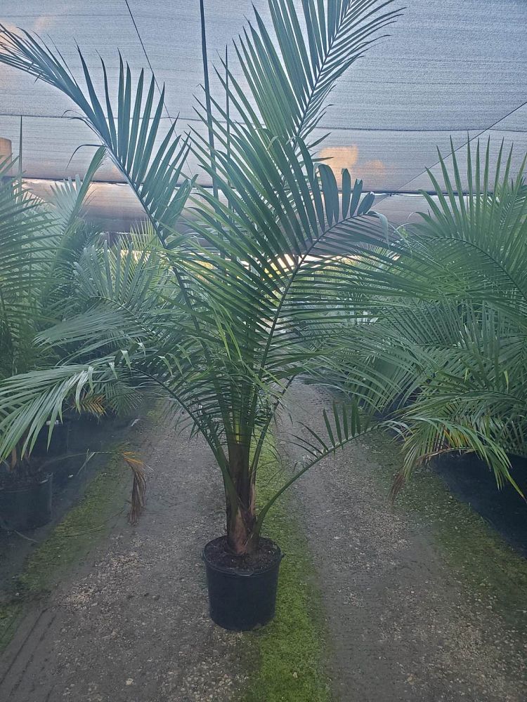 ravenea-rivularis-majesty-palm