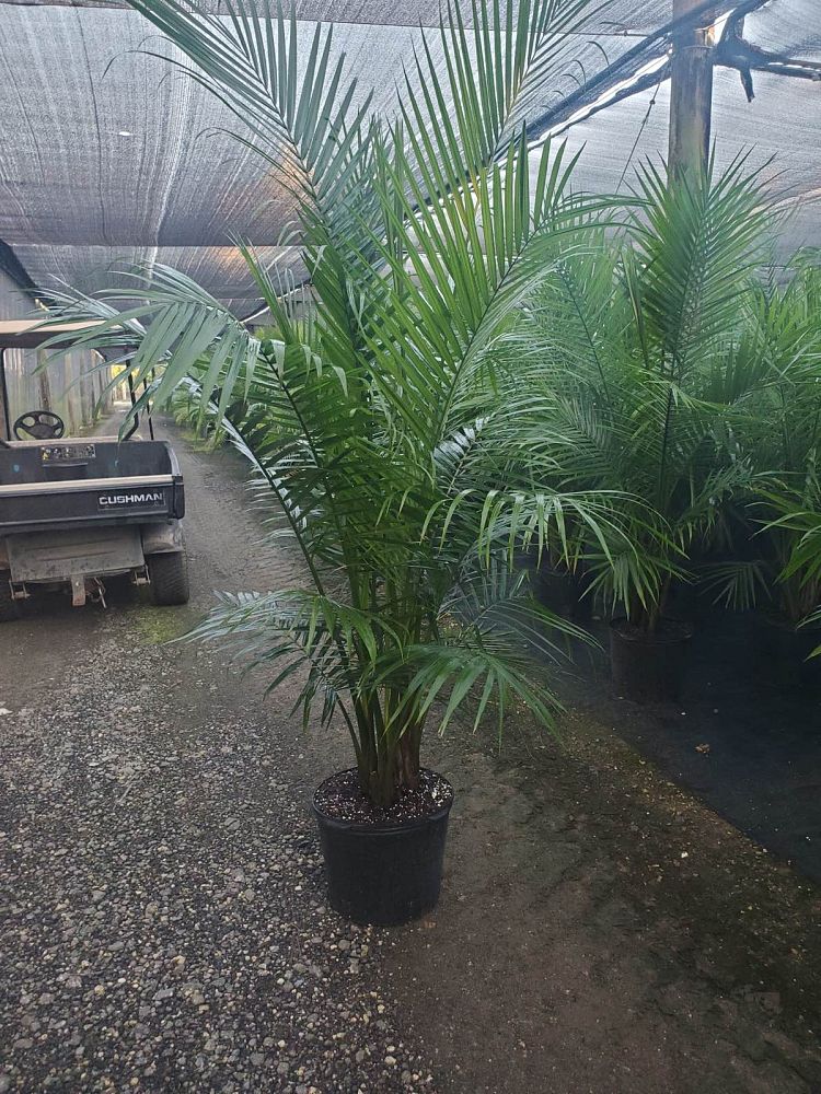 ravenea-rivularis-majesty-palm