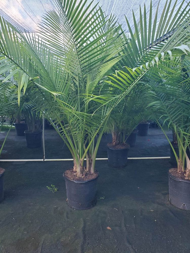ravenea-rivularis-majesty-palm