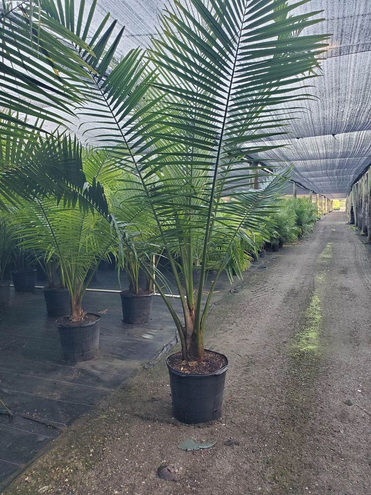 ravenea-rivularis-majesty-palm