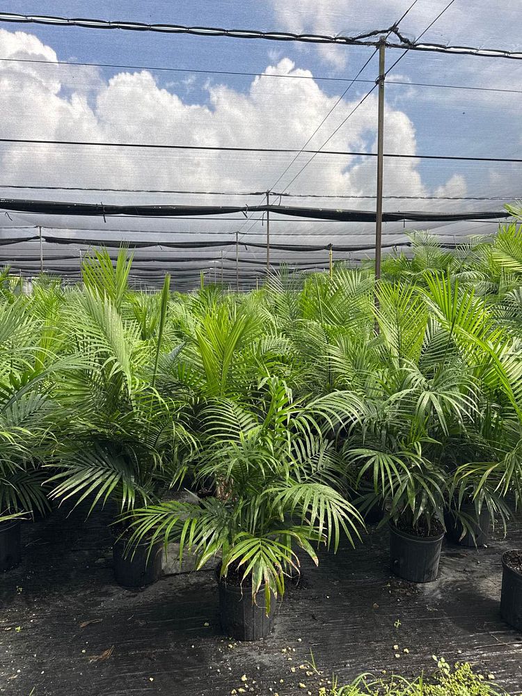 ravenea-rivularis-majesty-palm