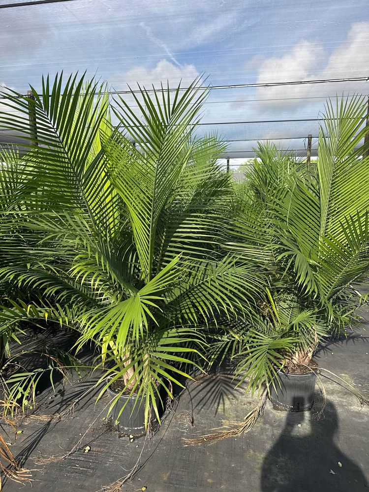 ravenea-rivularis-majesty-palm