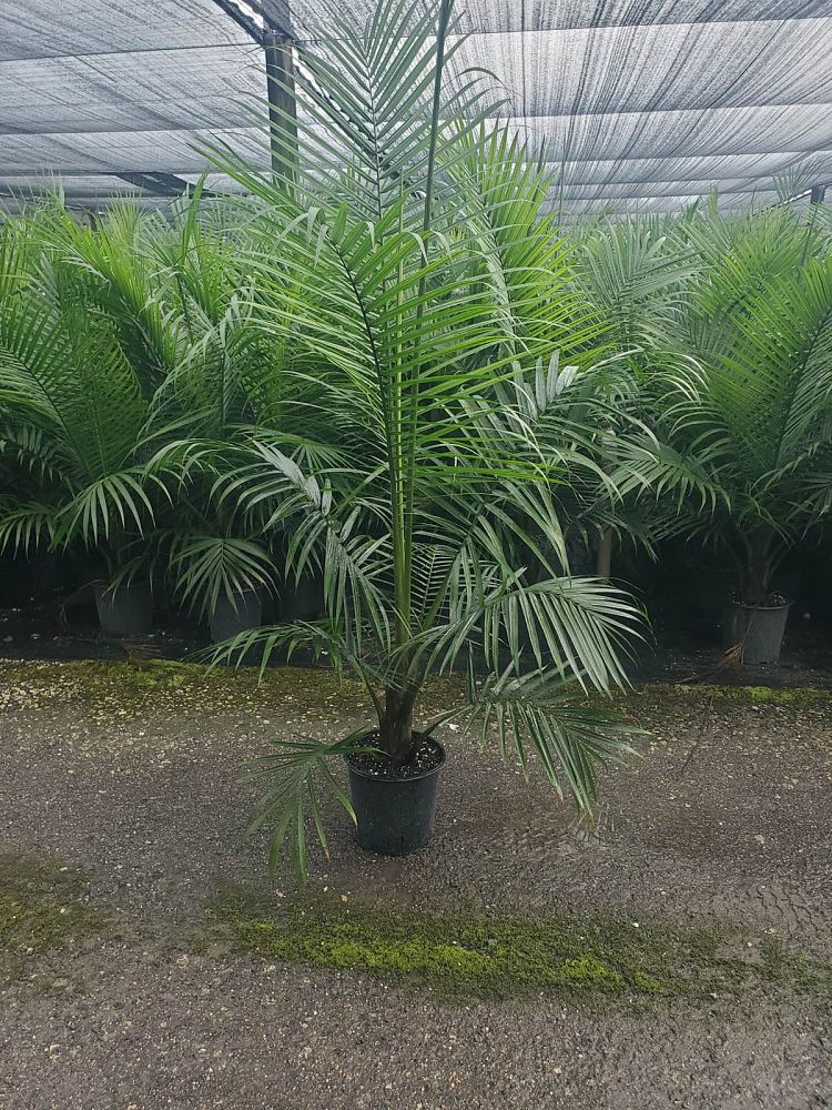 ravenea-rivularis-majesty-palm