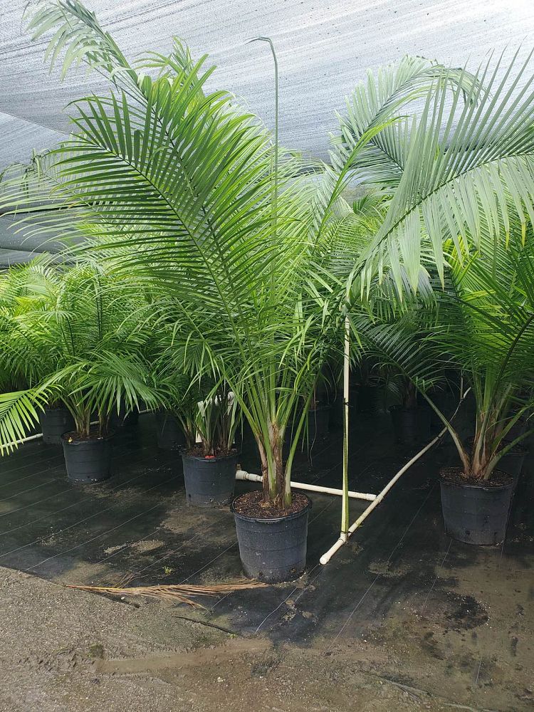 ravenea-rivularis-majesty-palm
