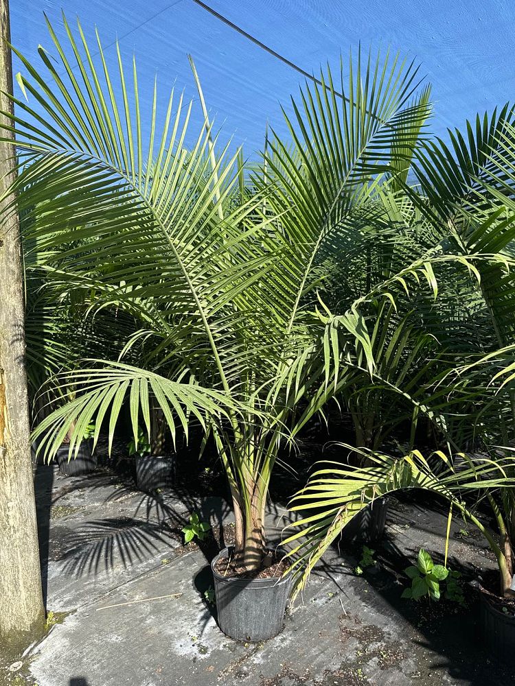 ravenea-rivularis-majesty-palm