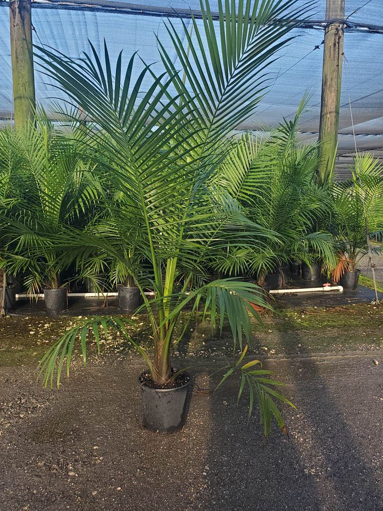 ravenea-rivularis-majesty-palm
