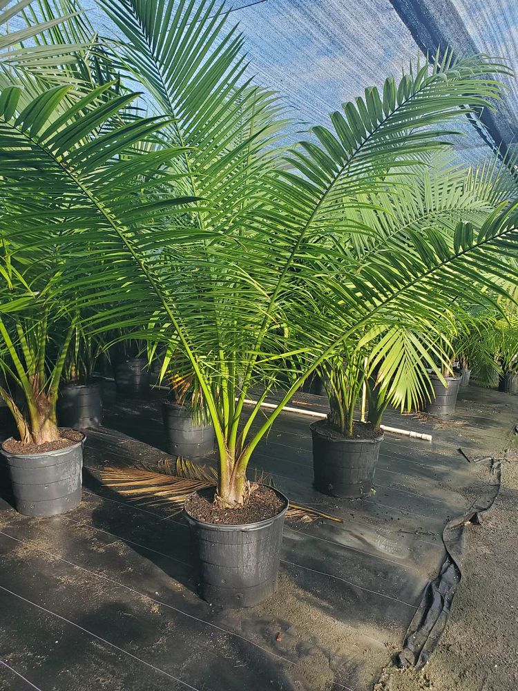 ravenea-rivularis-majesty-palm