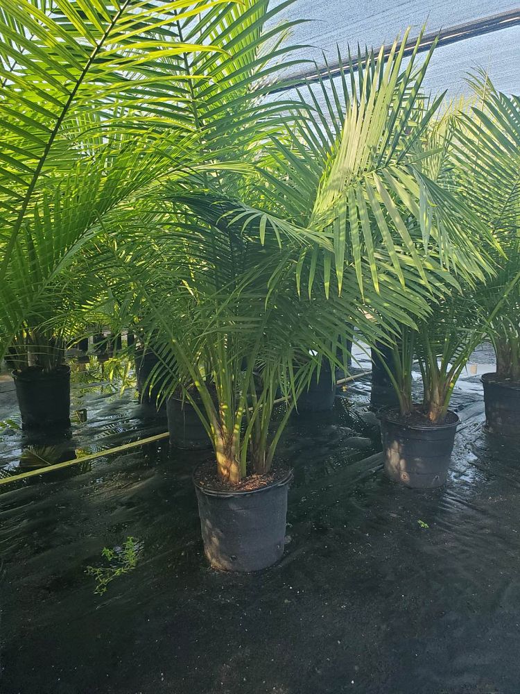ravenea-rivularis-majesty-palm
