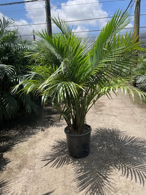 ravenea-rivularis-majesty-palm