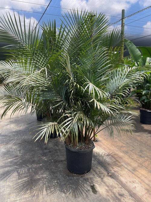 ravenea-rivularis-majesty-palm