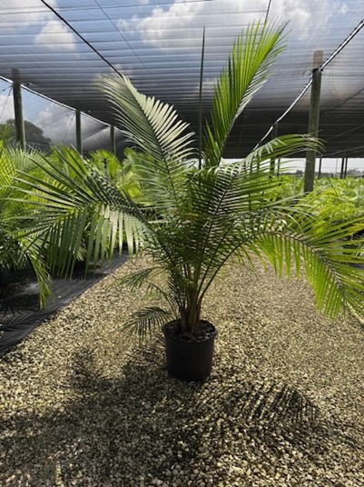 ravenea-rivularis-majesty-palm