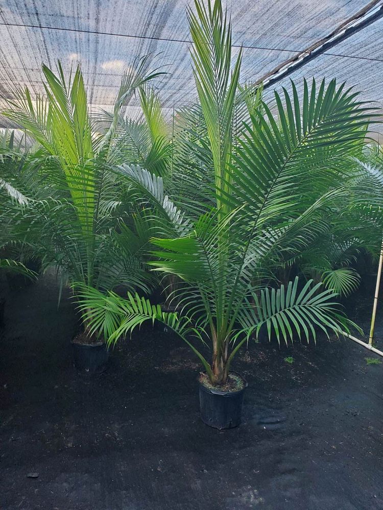 ravenea-rivularis-majesty-palm