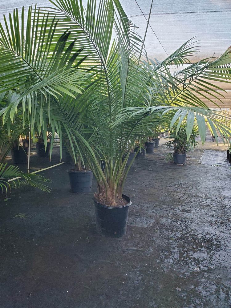 ravenea-rivularis-majesty-palm