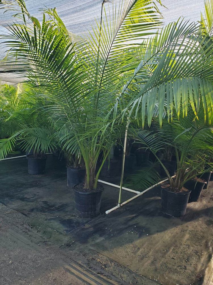 ravenea-rivularis-majesty-palm