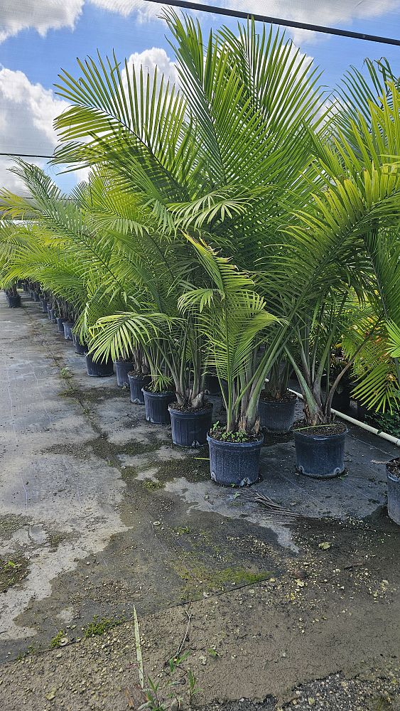 ravenea-rivularis-majesty-palm