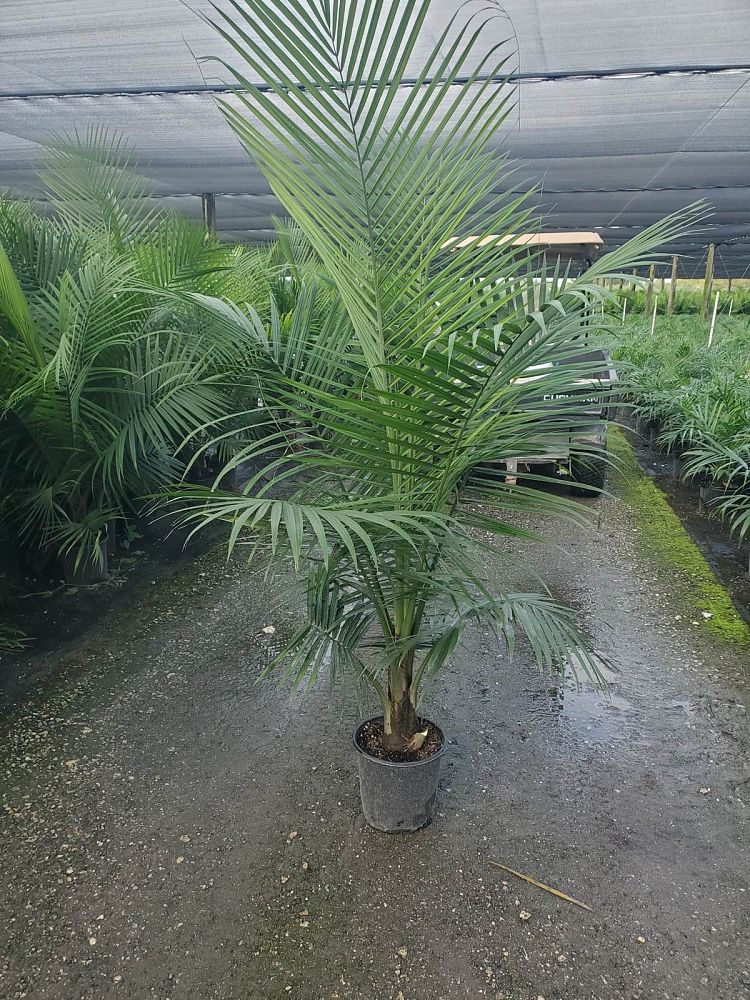ravenea-rivularis-majesty-palm