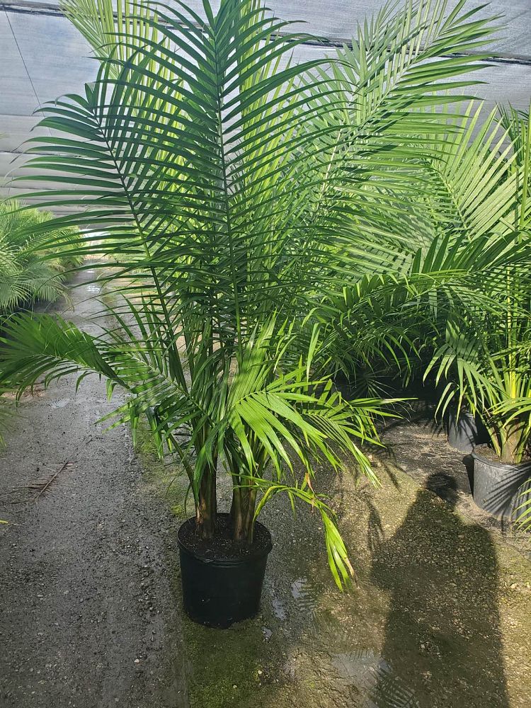 ravenea-rivularis-majesty-palm
