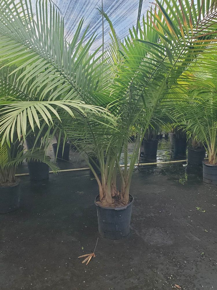 ravenea-rivularis-majesty-palm