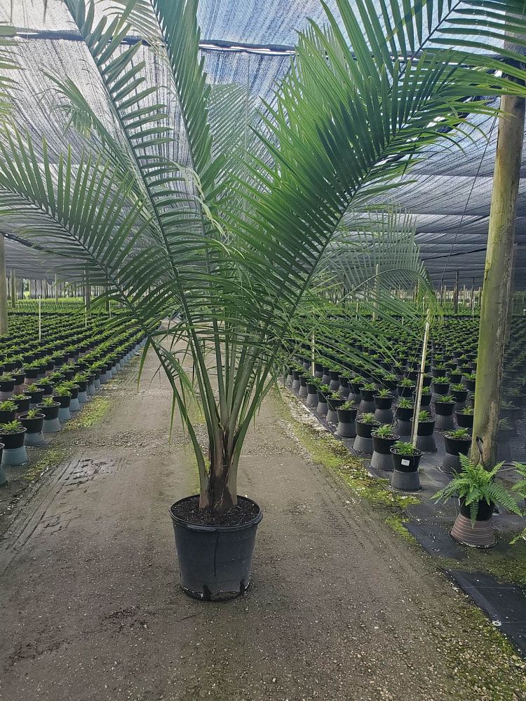 ravenea-rivularis-majesty-palm
