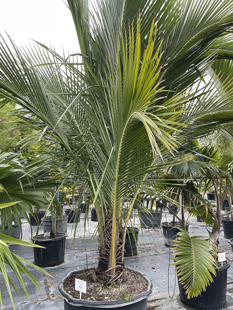 reinhardtia-gracilis-windowpane-palm