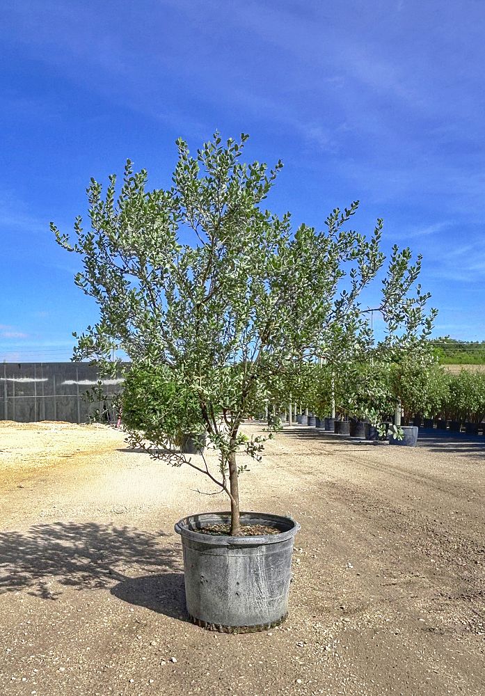 reynosia-septentrionalis-darling-plum