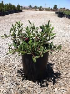 rhamnus-californicus-eve-case-coffeeberry