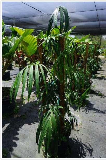 rhaphidophora-decursiva-creeping-philodendron
